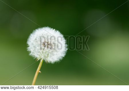 Dandelion (taraxacum Sect. Ruderalia) On A Meadow In Summer With Green Background
