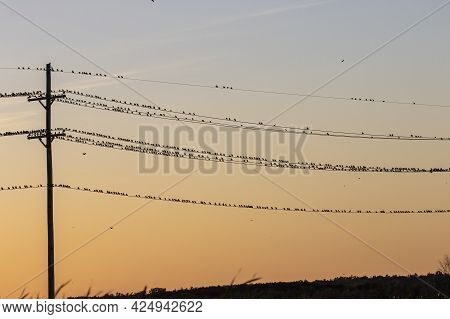 After Leaving The Nest, Young Red-winged Blackbirds Gather In Large Flocks