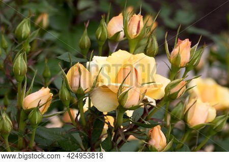 Large, Fragrant, Sumptuous, Yellow Roses With A Bud Against A Dark-leafed Rose Shrub In Spring. Yell