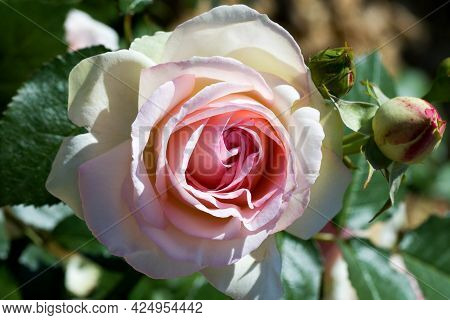 Large, Fragrant, Sumptuous, Coral-pink Roses With A Bud Against A Dark-leafed Rose Shrub In Spring.