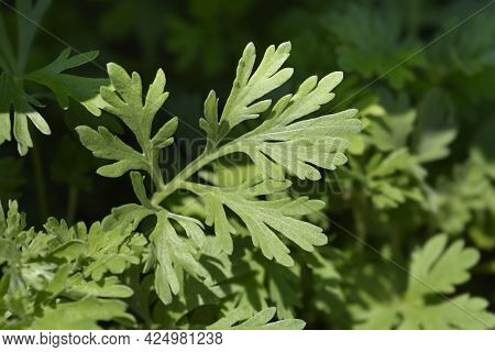 Common Wormwood Leaves - Latin Name - Artemisia Absinthium