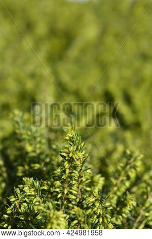 Darley Dale Heath - Latin Name - Erica * Darleyensis