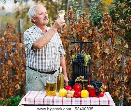 Examining Of Wine By Man