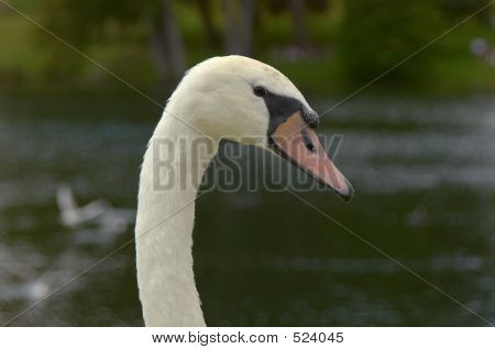 Mute Swan