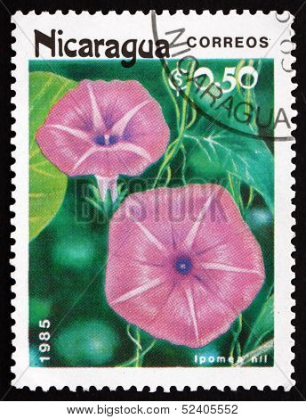 Postage Stamp Nicaragua 1985 Morning Glory, Flowering Plant