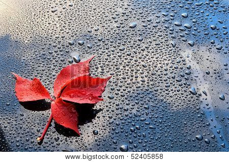 Water drops on car paint with red leaf