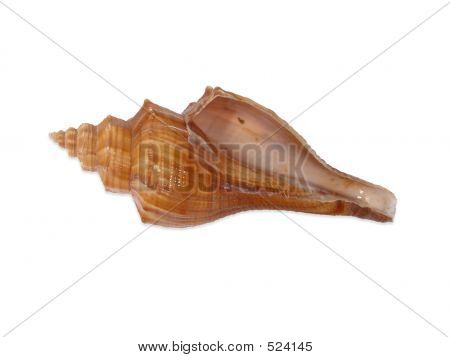 Cockleshel