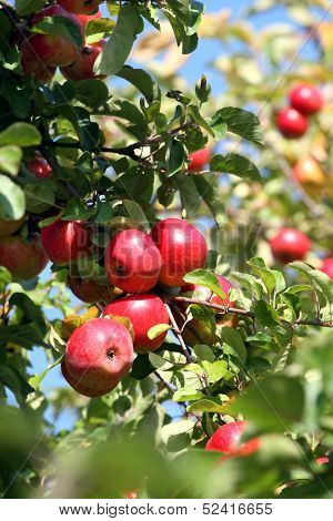 Apples waiting for harvest