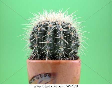 Cacto Grussoni