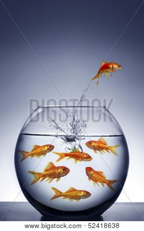 goldfish jumping out of the water from a crowded bowl