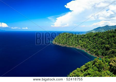 ocean and forest