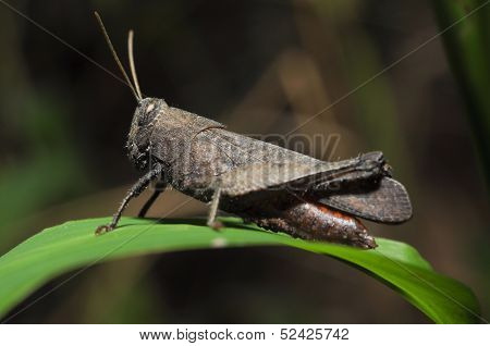 True Macro Of A Grasshopper