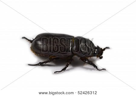 Bug
