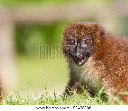 Red-bellied Lemur (eulemur Rubriventer)