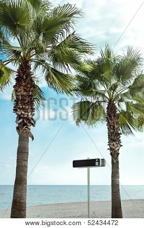 Palms trees on the beach