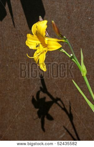 Yellow Daylily (hemerocallis Lilioasphodelus)