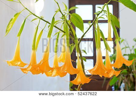 Blooming Flower - Datura