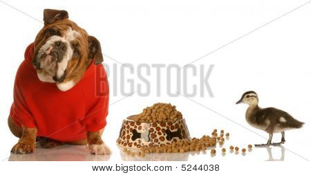 Bulldog i rød Sweater og ænder med mad