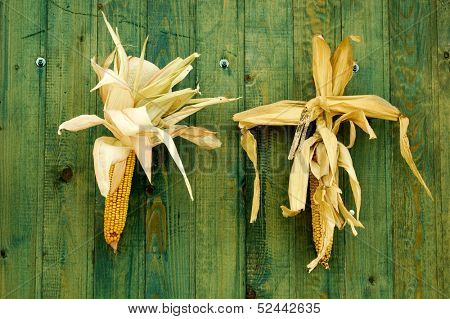 Two corns hang on a green wooden door