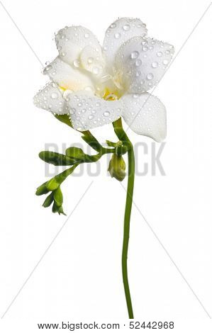 white freesia with water drop