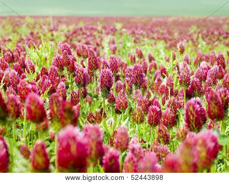trefoil flower on a field