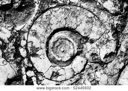 Closeup of a fossil
