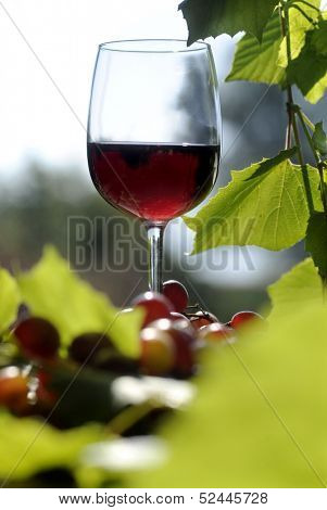 red wine glasses with grape