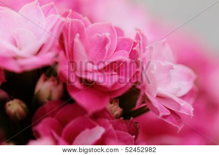 Kalanchoe Flower Blossoms