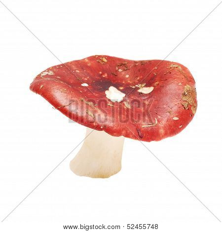 Russula Xerampelina