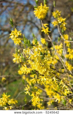 Forsythia