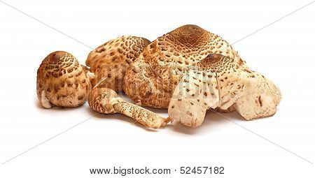 Lepiota Procera, Parasol Mushroom