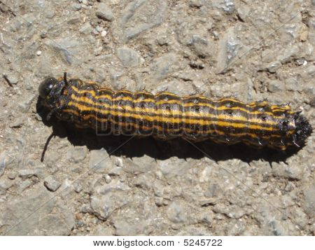 Catipillar