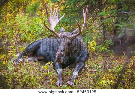 Adult Bull Moose