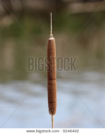 Bullrush 1