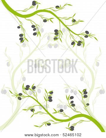 olive branch