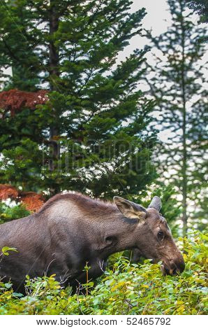 Young Moose