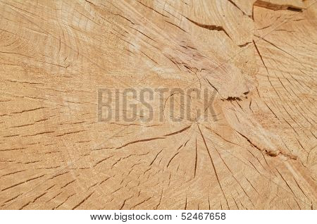 Tree Rings