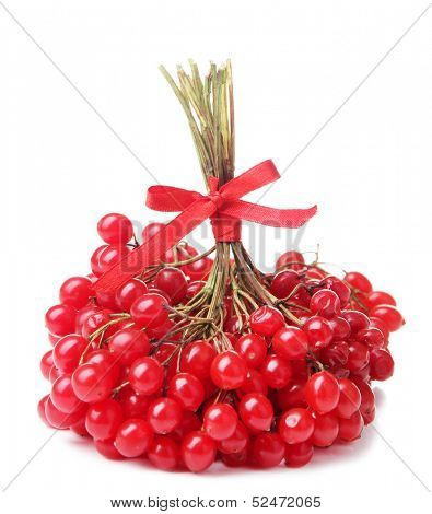Red berries of viburnum isolated on white