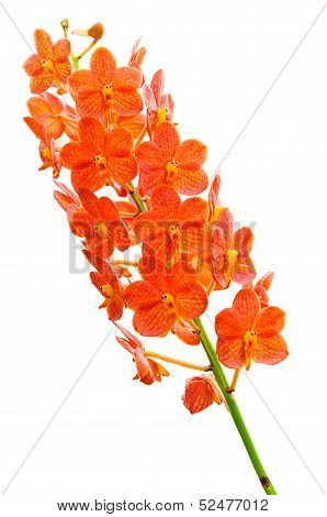 Orchid Flowers Isolated