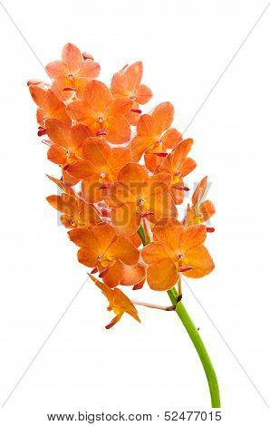 Orchid Flowers Isolated