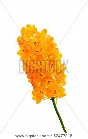 Orchid Flowers Isolated