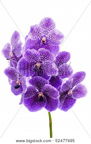 Orchid Flowers Isolated