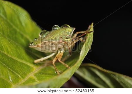 Corn bug (Eurygaster integriceps) on a green leaf