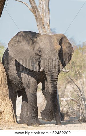 Angry elephant