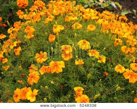 Fiori di Calendola
