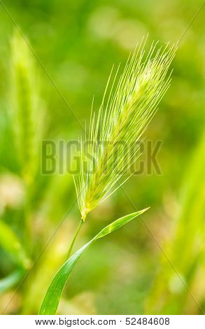 Hordeum Murinum In The Grass