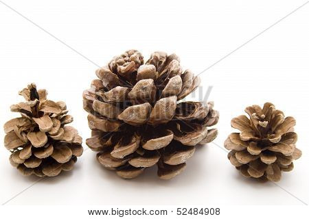 Pine plugs