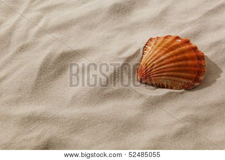 a shell is in the sand of a beach. desire for fair and recreation.