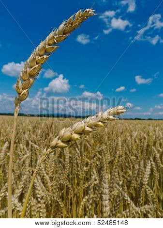 ears of barley in a field of grain a farmer in summer.