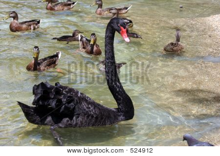Cigno nero